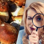 Solo le persone con un QI superpotente vedranno una roccia