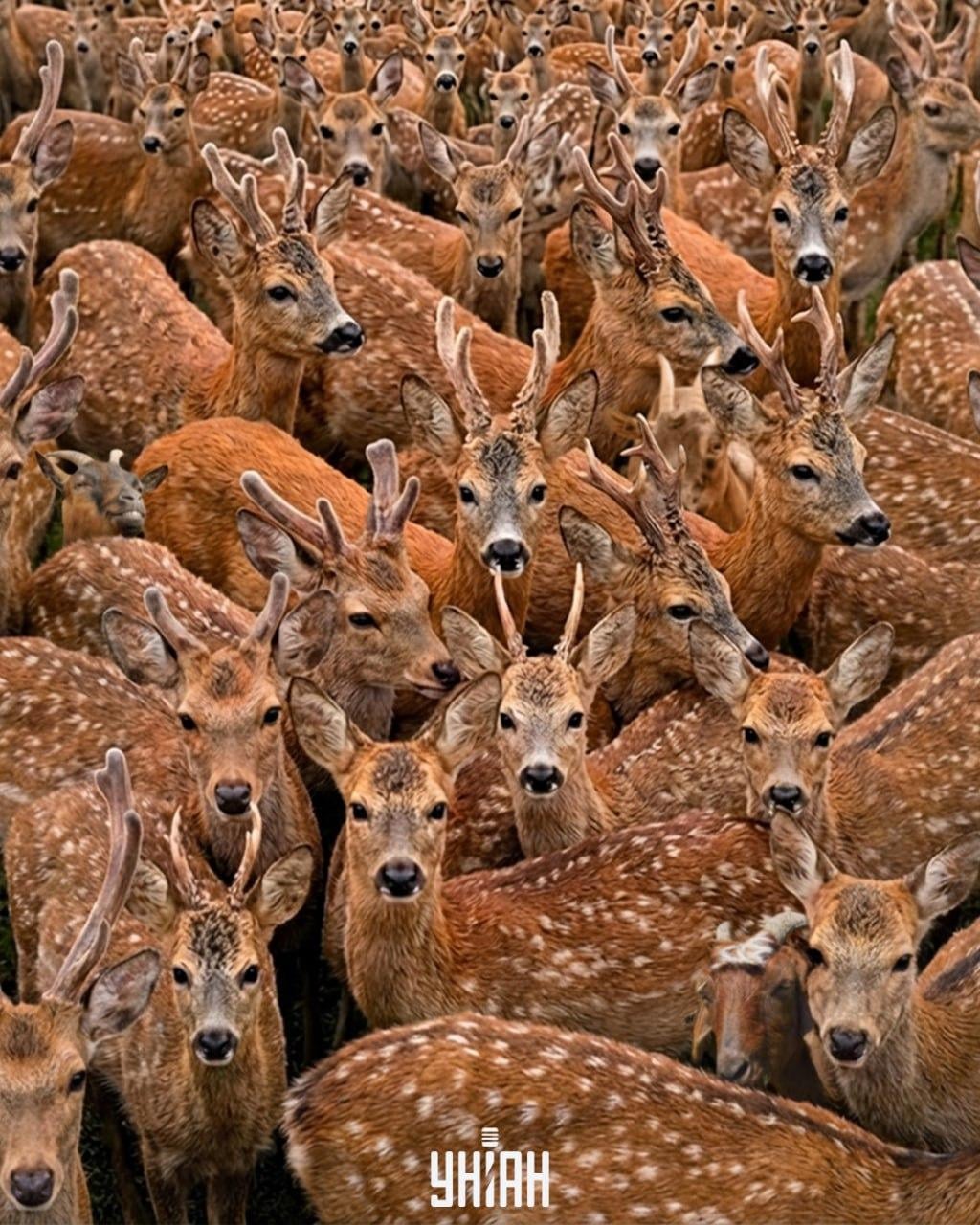 Cercare tre capre tra le renne in 11 secondi: un'illusione ottica molto complessa